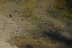 Bufo americanus tadpoles