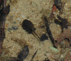 Bufo americanus tadpole