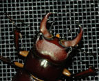 male Pseudolucanus capreolus