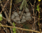 Turkey nest