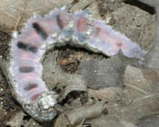 Catocala ilia caterpillar underside