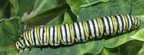 Danaus plexippus caterpillar
