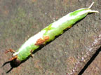 Heterocampa biundata caterpillar