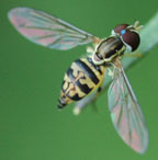 Toxomerus hover fly