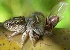 Eris flava female with prey