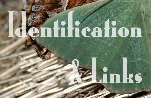 Identification & Links
