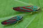 Scarlet & green leafhopper
