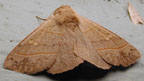 Panopoda rufimargo