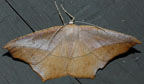 Large maple spanworm moth