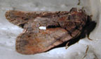 Chytonix palliatricula iaspis