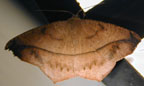 Prochoerodes lineola