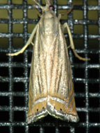 Chrysoteuchia topiaria