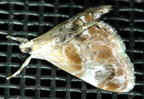 Dicymolomia julianalis