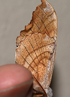 Amorpha juglandis