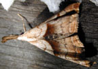 Palthis angulalis