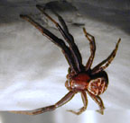 nocturnal spider