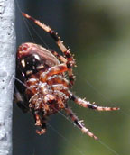 Barn Spider Underside