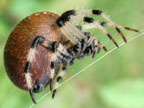 Shamrock spider
