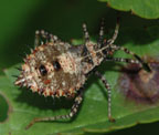 Chariesterus antennator larva